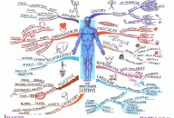 Study of body systems Mind Map by Alan Burton and Tony Buzan